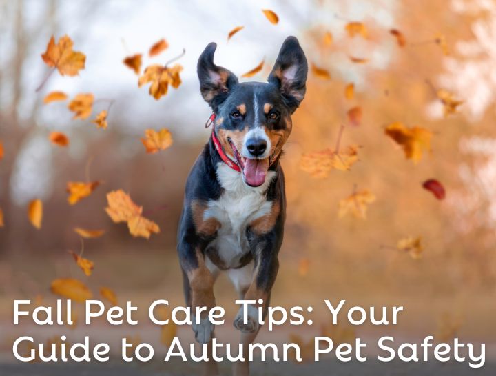 Fall Pet Care Tips: Your Guide to Autumn Pet Safety