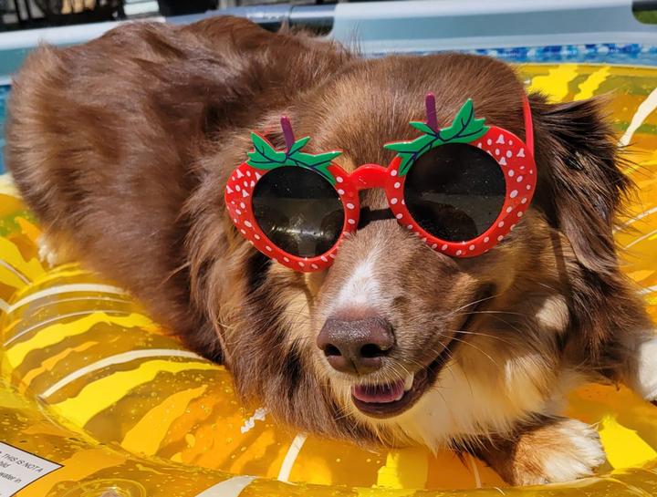 Pet Health Certificates in $city