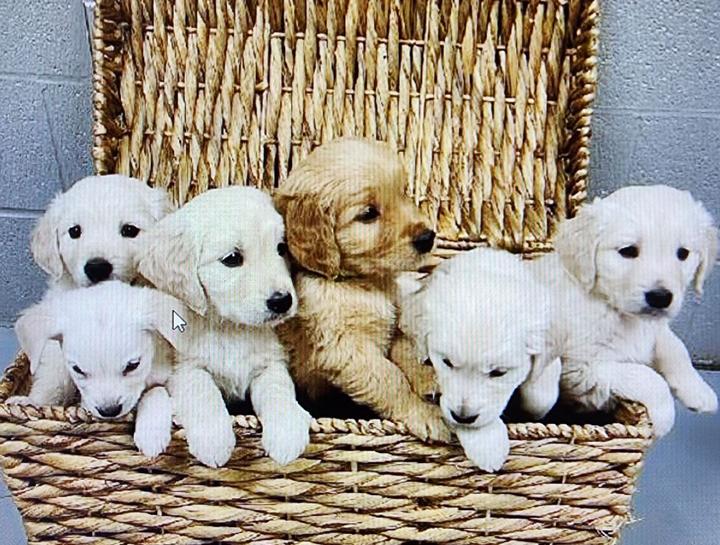Puppy & Kitten Care 