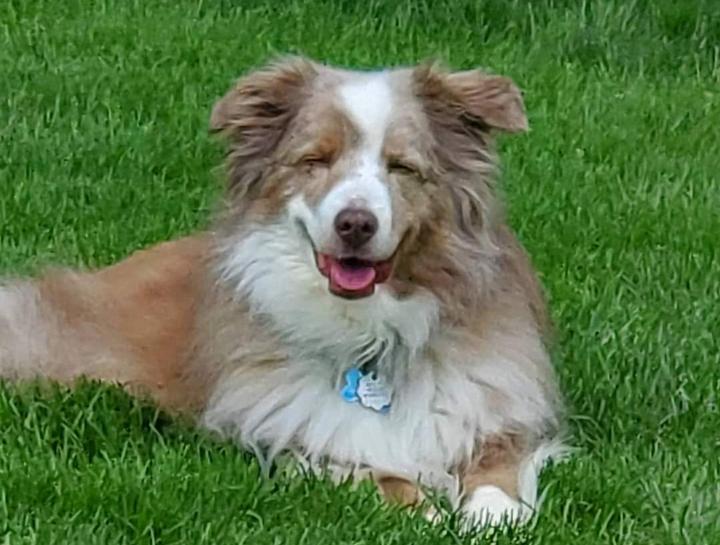 Preventive Care for Dogs