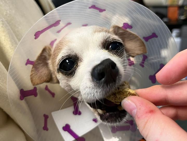 $City Veterinary Surgeries