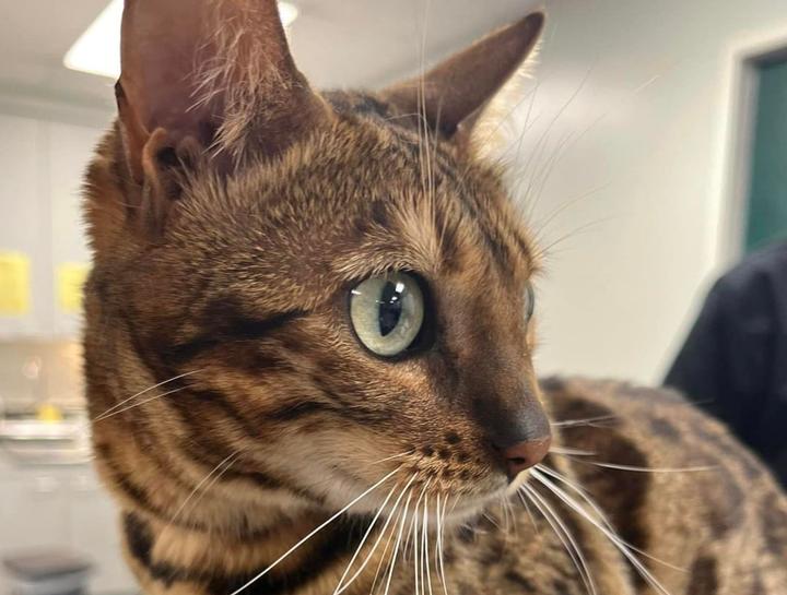 Preventive Care for Cats